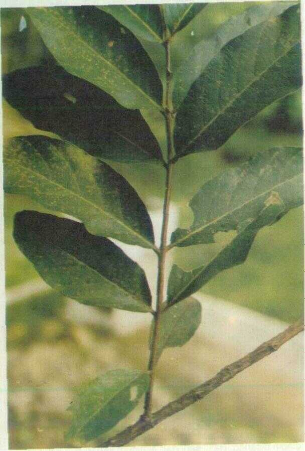 Bungur (Lagerstroemia speciosa Pers.)
