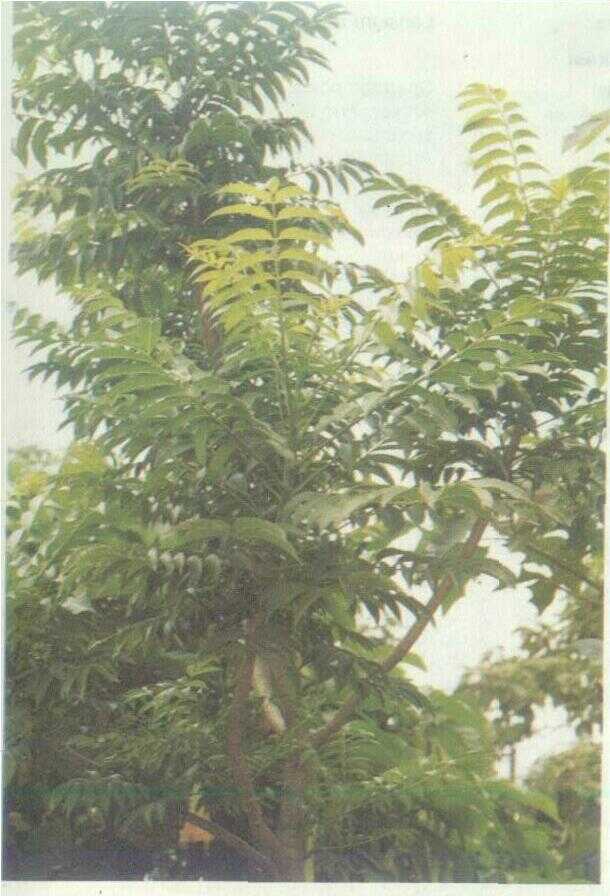 Kedondong (Lannea grandis Engl.)