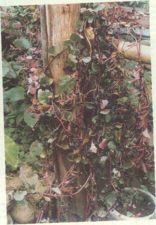 Gendola (Basella rubra L.)
