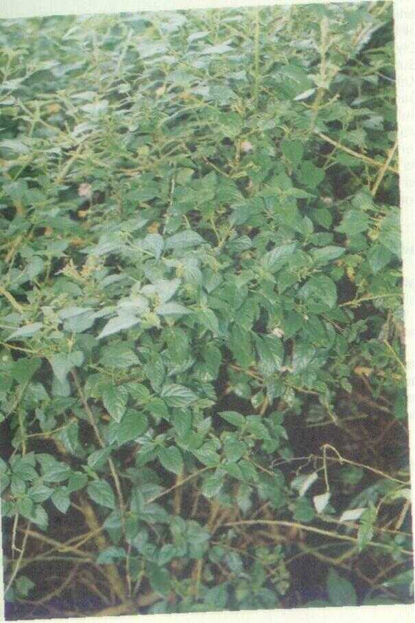 Tembelek (Lantana camara L.)