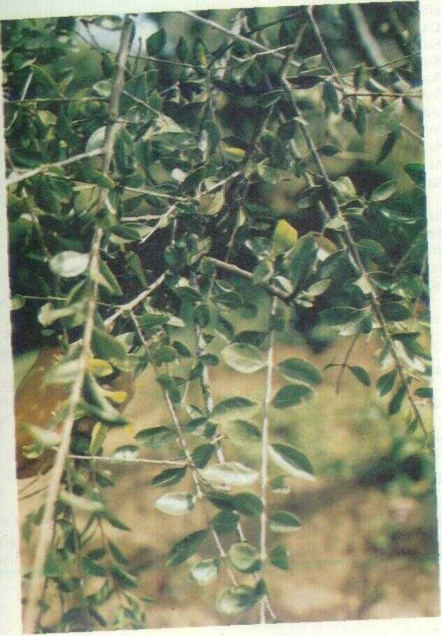 Pacar kuku (Lawsonia inermis L.)