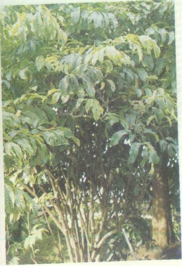 Girang (Leea aequata L.)