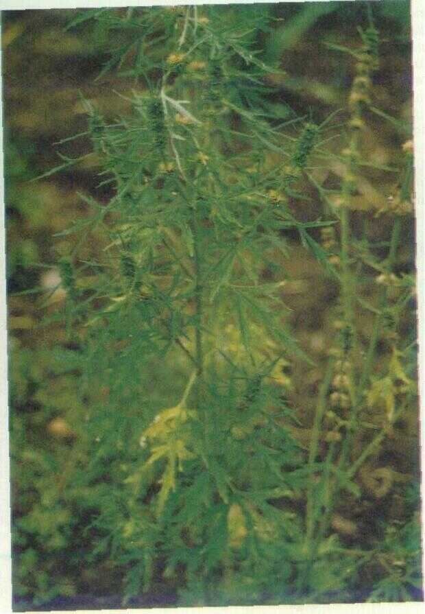 Ginjean (Leonurus sibiricus L.)