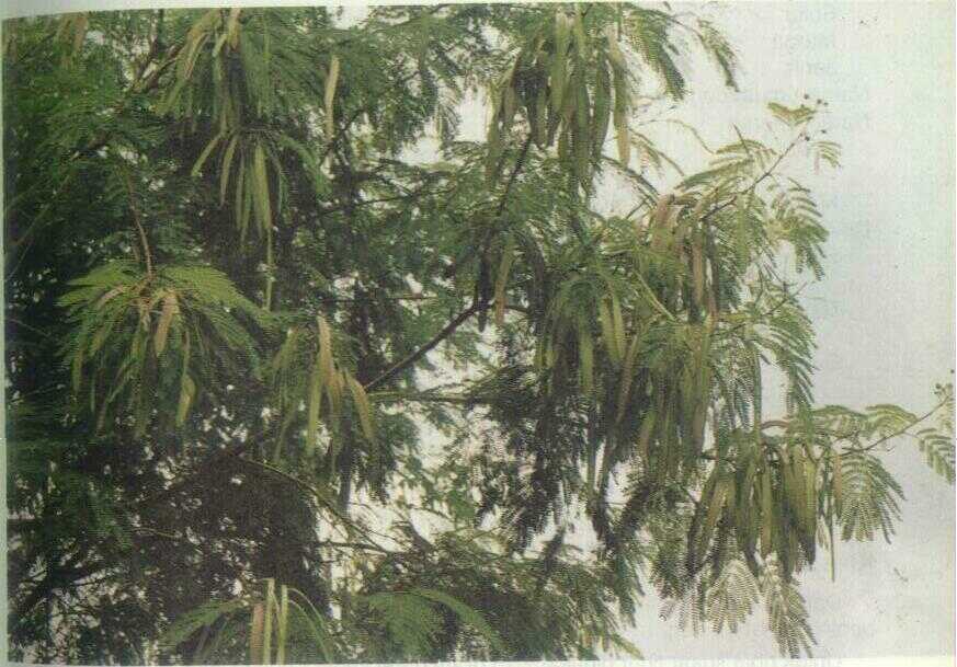 Kemlandingan (Leucaena glauca Benth.)