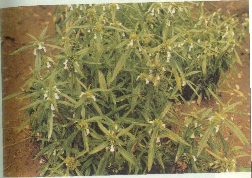 Leng-lengan (Leucas lavandulifolia Smith.)