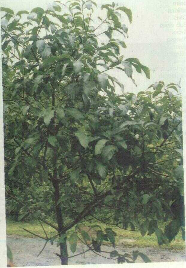 Adem ati (Litsea chinensis Lamk.)