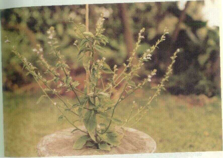 Lobelia (Lobelia inflata L.)