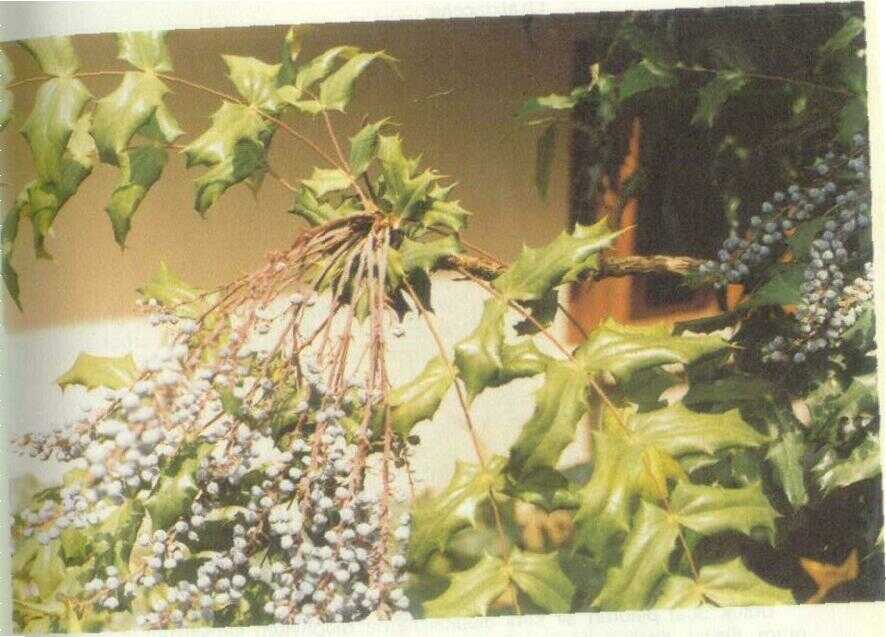 Kayu Ni (Berberis fortunei Lindl.)