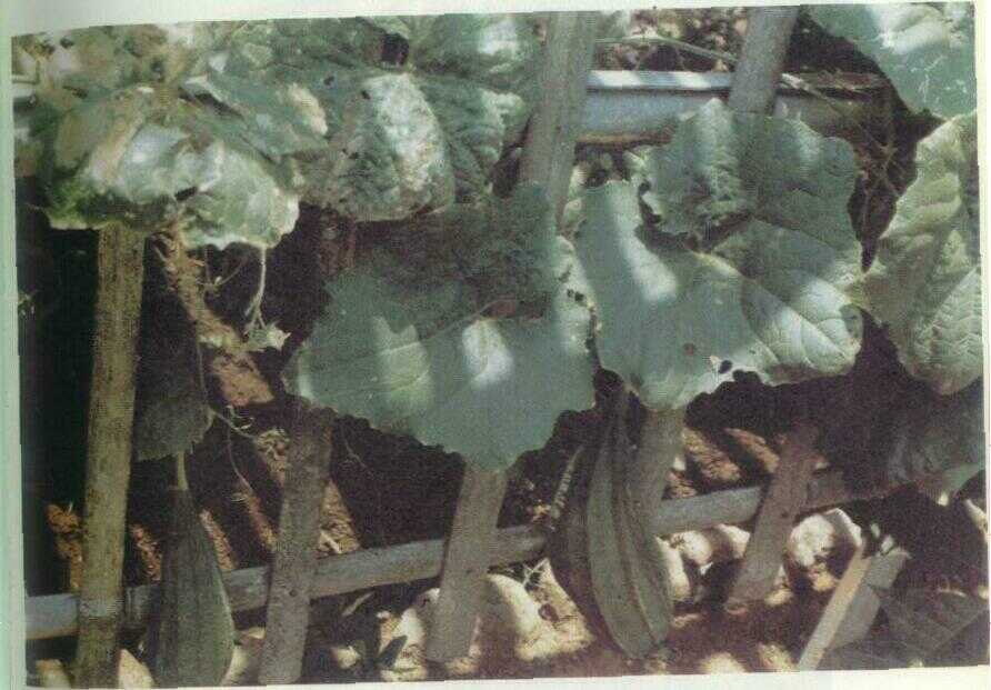 Blustru (Luffa cylindrica Roem.)