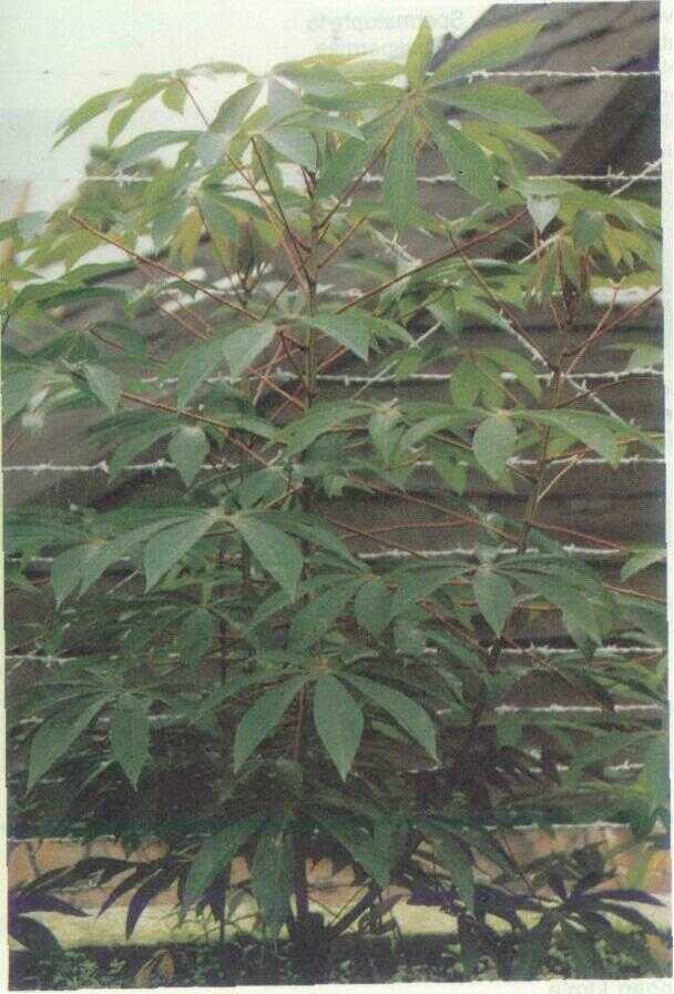 Ubi singkong (Manihot utillissima Pohl)