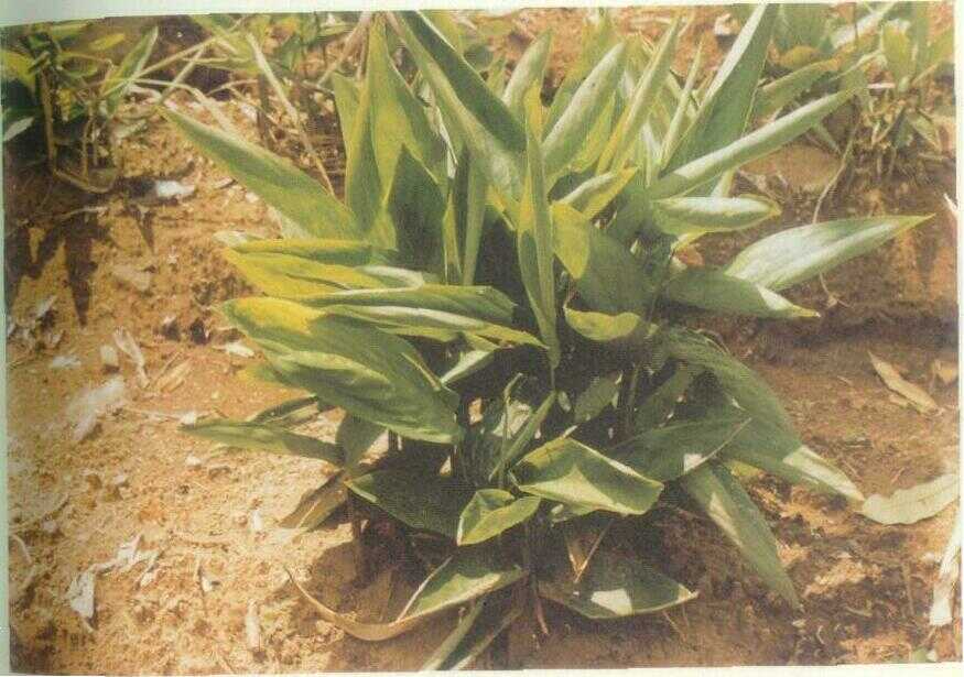 Garut (Maranta arundinacea L.)