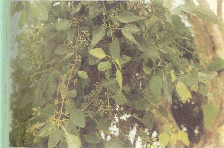 Kayu putih (Melaleuca leucadendra L.)