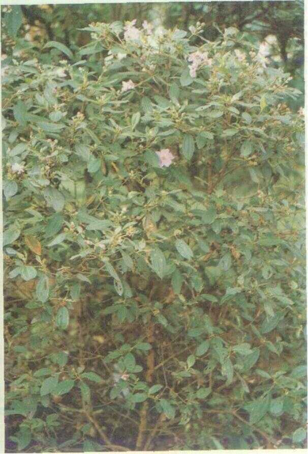 Senggani (Melastoma polyanthum Bl.)