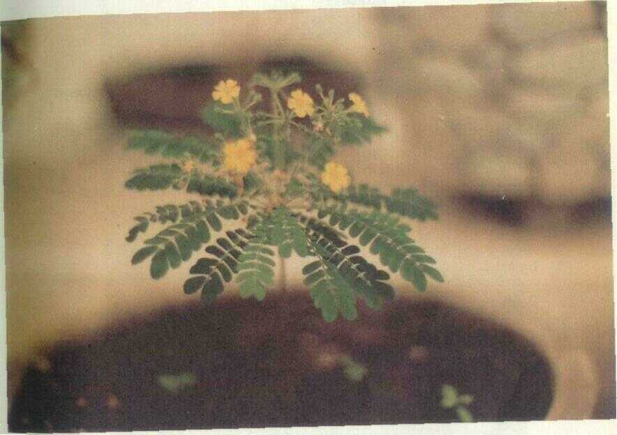 Krambilan (Biophytum sensitivum DC.)