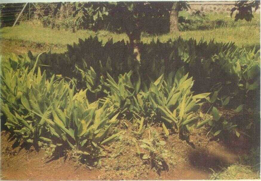 Temu Kunci (Boesenbergia pandurata (Roxb.) Schlecht.)