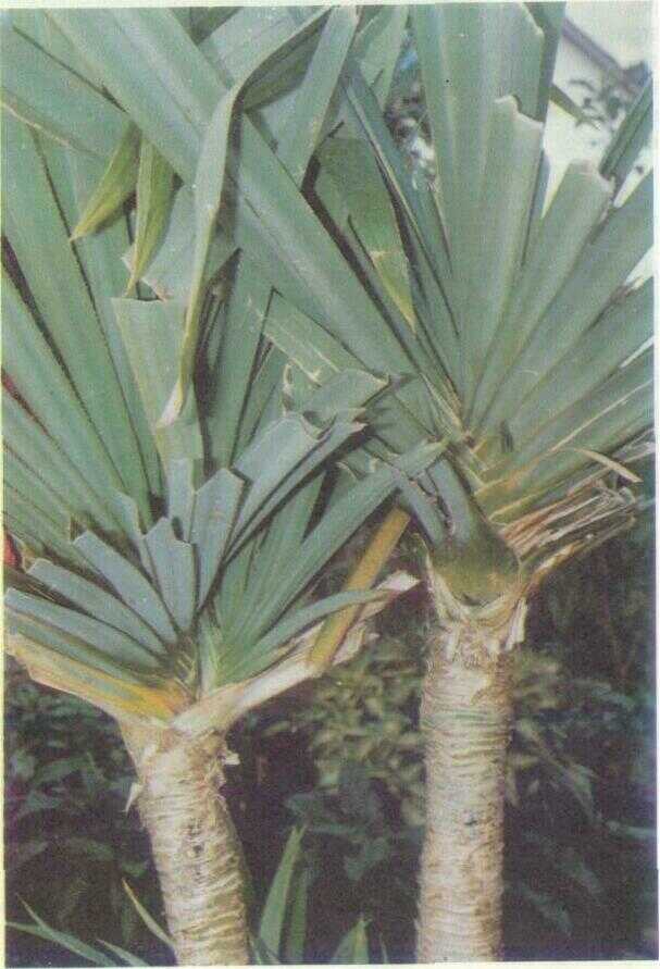 Pandan wangi (Pandanus amaryllifolius Roxb.)