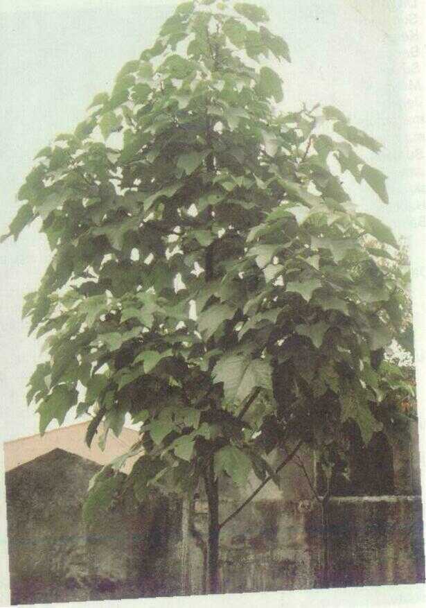 Pucung (Pangium edule Reinw.)