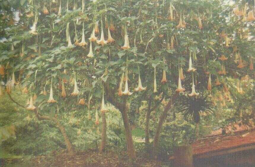 Kecubung Terompet (Brugmansia candida Pers.)