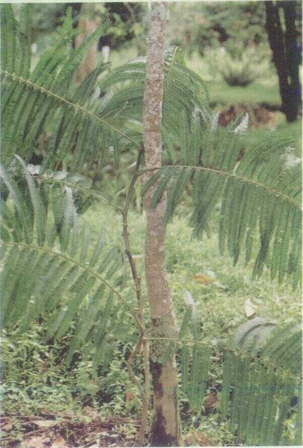 Kedawung (Parkia roxburghii G. Don.)