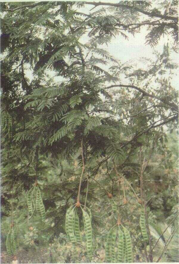 Pete (Parkia speciosa Hassk.)