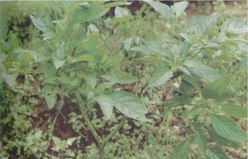 Ceplukan blungsun (Passiflora foetida L.)