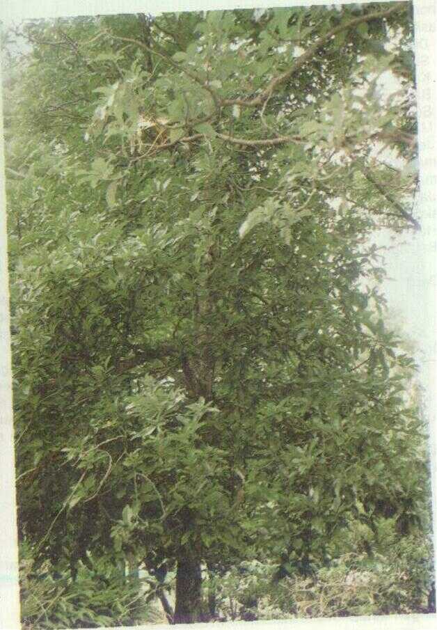Apokad (Persea gratissima Gaertn.)