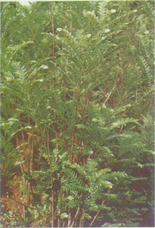 Seligi (Phyllanthus buxifolius Muell. Arg.)