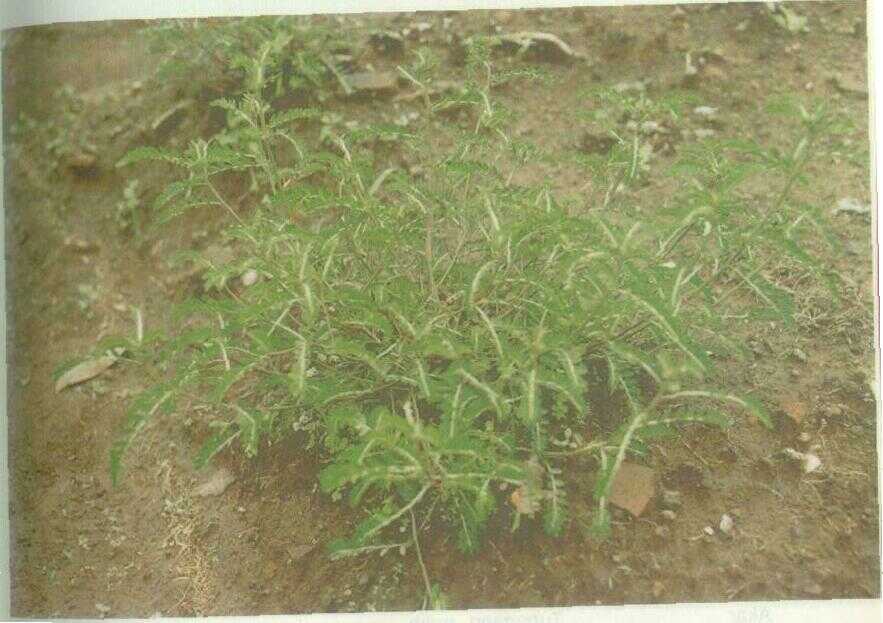 Meniran (Phyllanthus niruri L.)