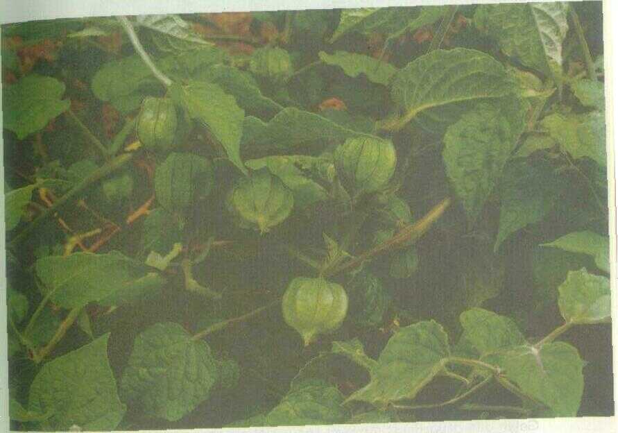 Ceplukan (Physalis angulata L.)