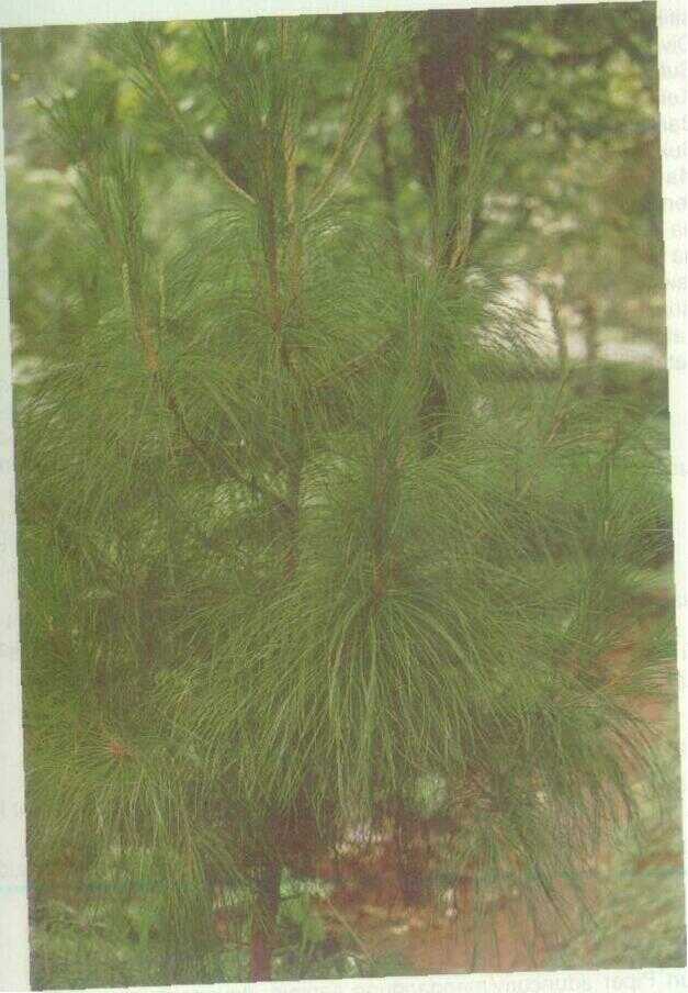 Pinus (Pinus merkusii Jungh. & De Vr.)