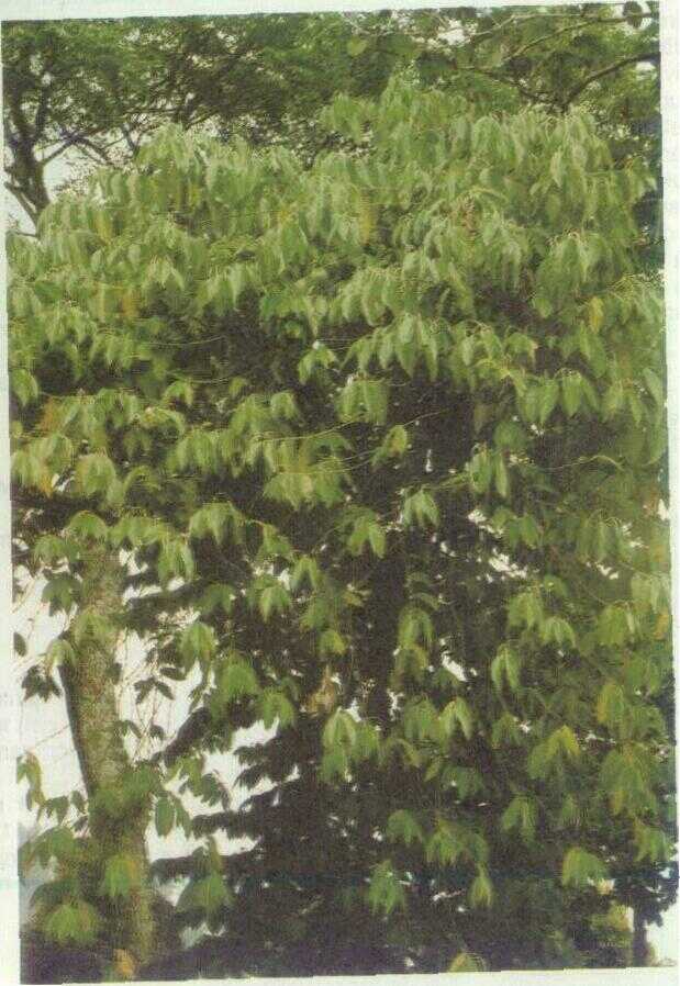 Seuseureuhan (Piper aduncum L.)