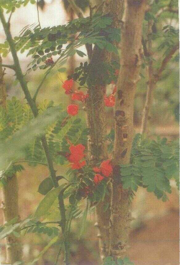 Merakan (Caesalpinia pulcherrima (L.) Swartz)
