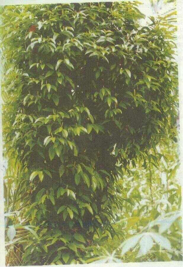 Kemukus (Piper cubeba L. f.)