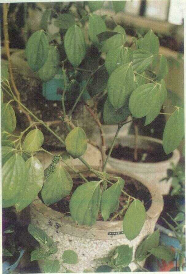 Lada (Piper nigrum L.)