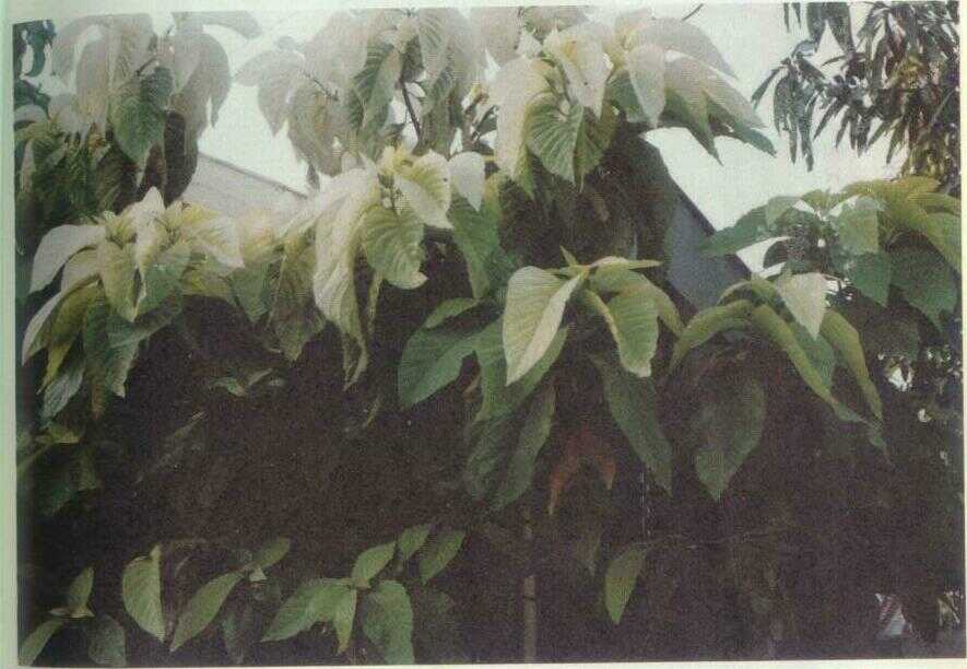Sayor putih (Pisonia sylvestris T. & B.)