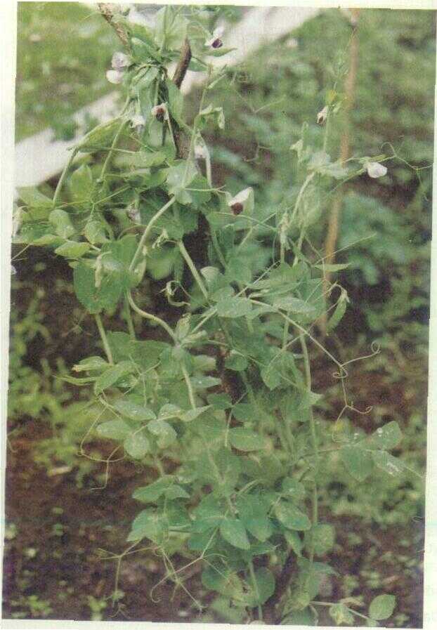 Kacang kapri (Pisum sativum L.)