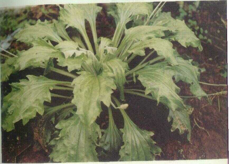 Otot-ototan (Plantago lanceolata L.)