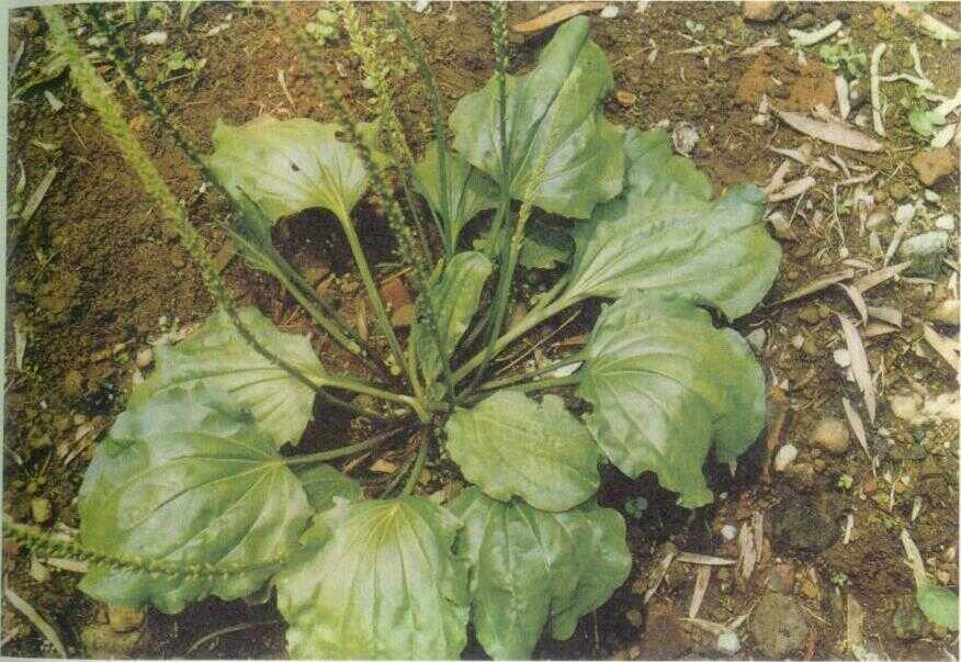 Daun urat (Plantago major L.)