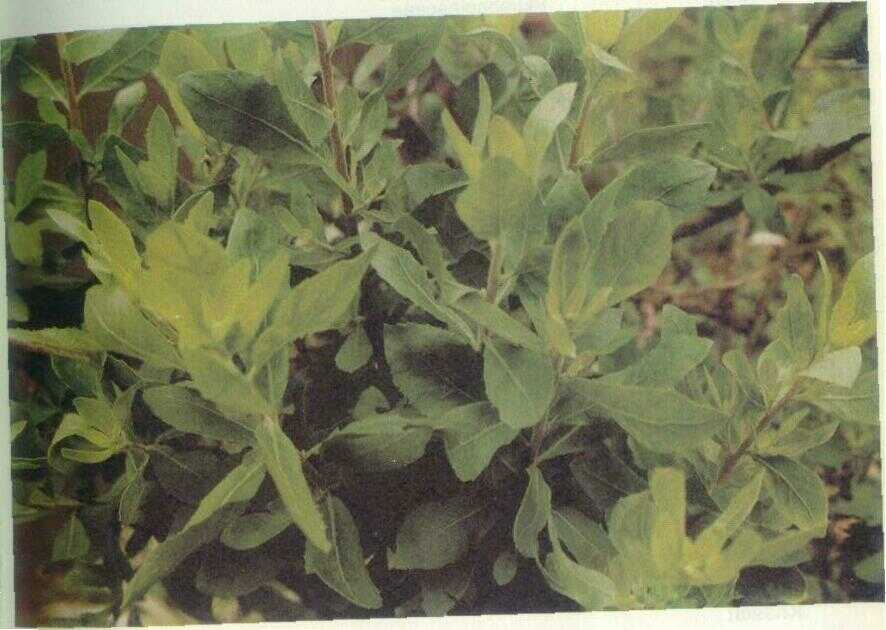 Beluntas (Pluchea indica Less.)