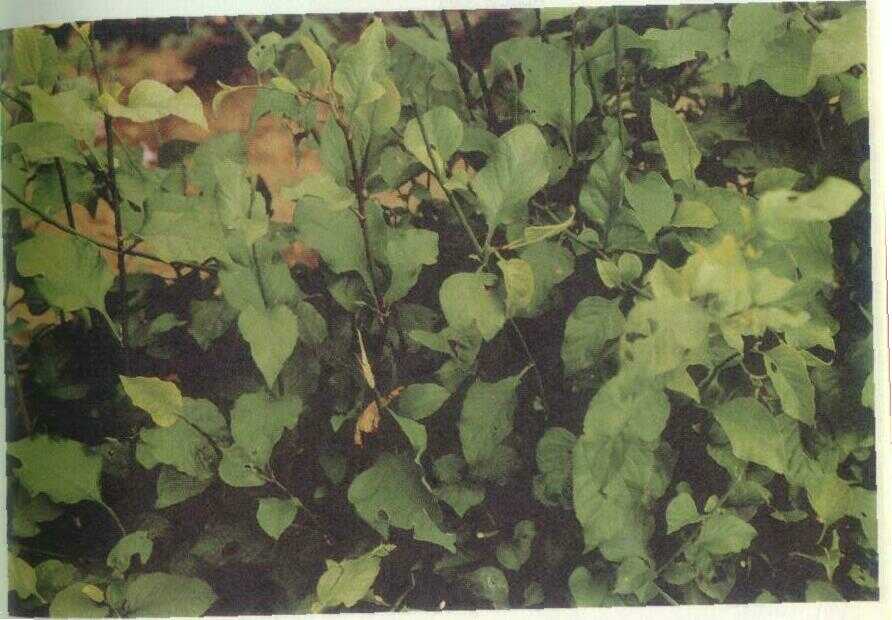 Daun encok (Plumbago zeylanica L.)