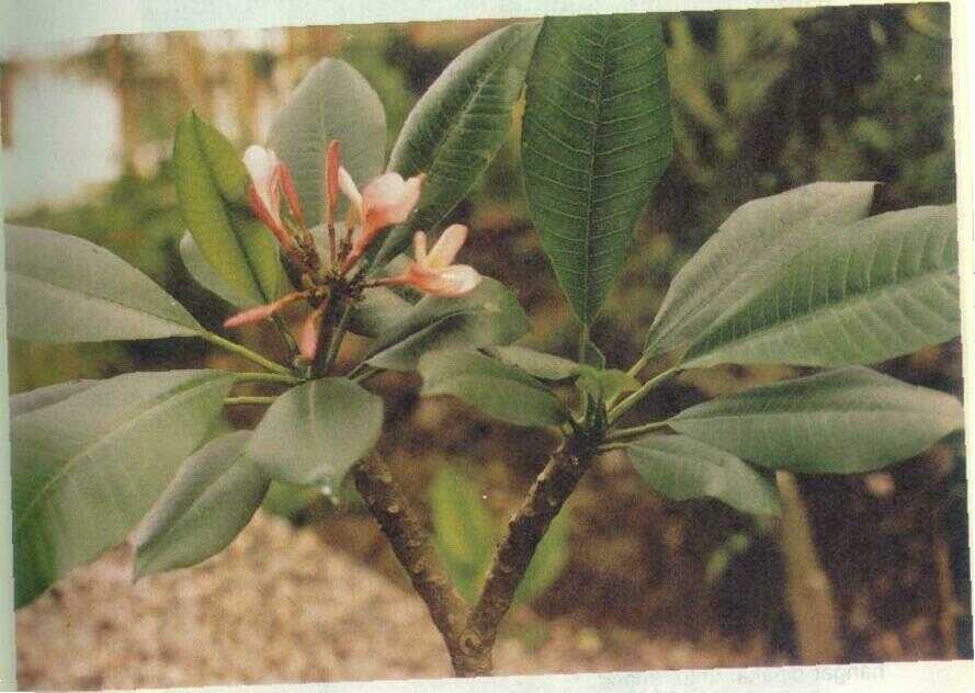Kemboja (Plumiera acuminata Ait.)