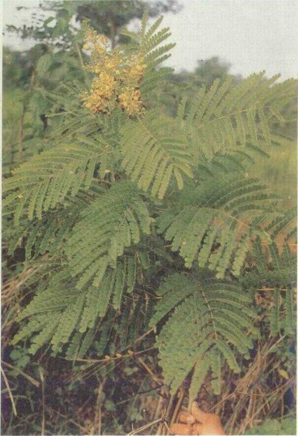 Kayu Secang (Caesalpinia sappan L.)