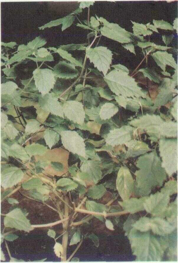 Nilam (Pogostemon cablin Benth.)