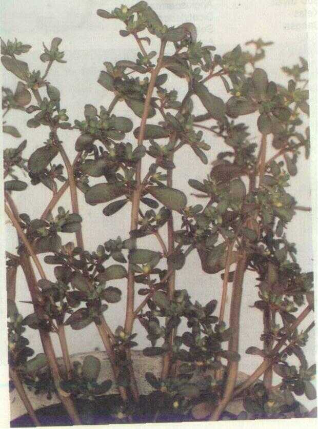 Krokot (Portulaca oleracea L.)