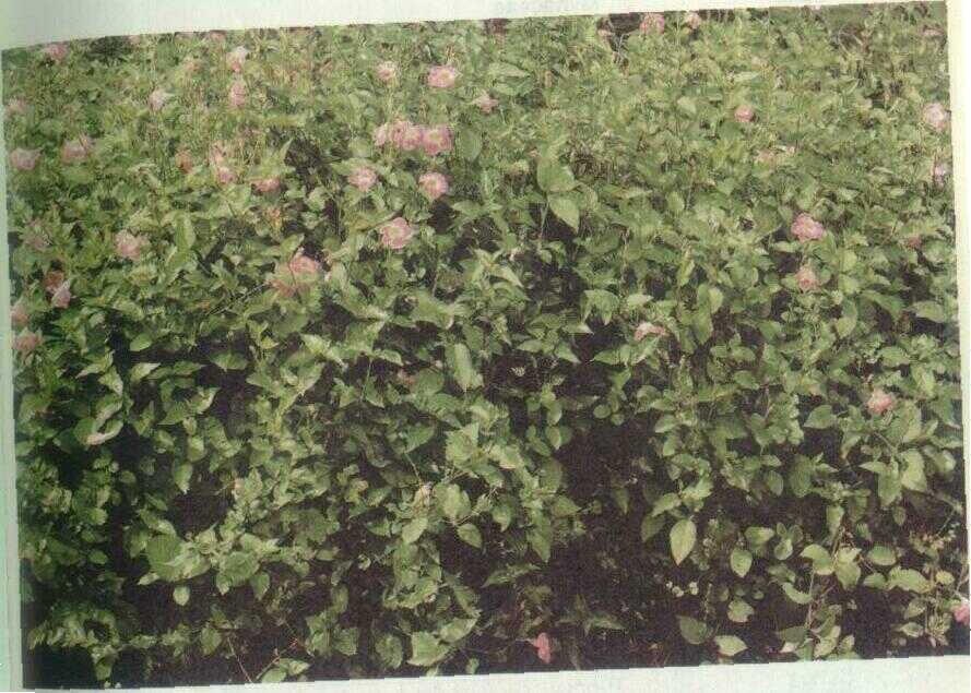 Posor (Pseudoranthemum diversifolium Miq.)