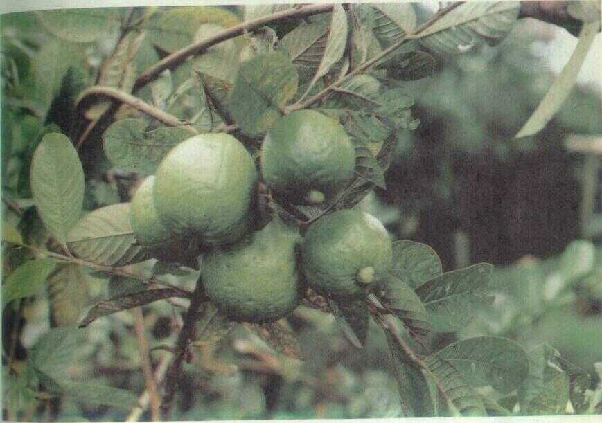 Jambu Biji (Psidium guajava L.)