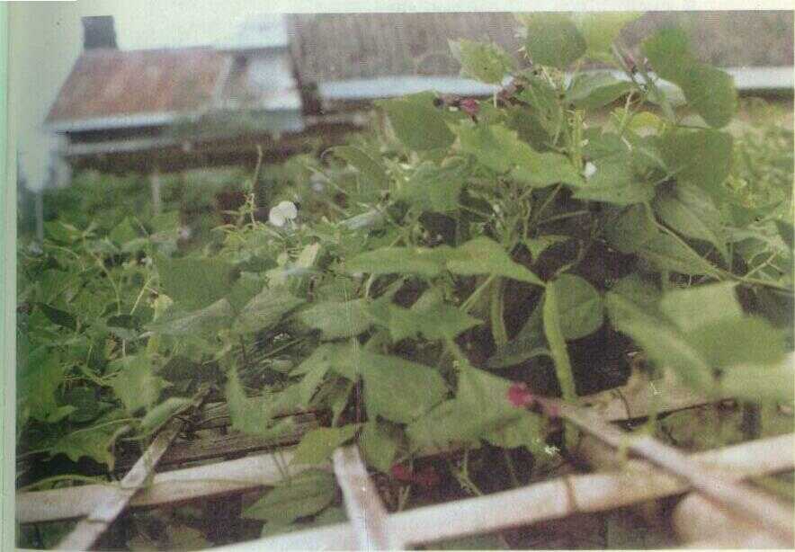 Kecipir (Psophocarpus tetragonolobus DC.)