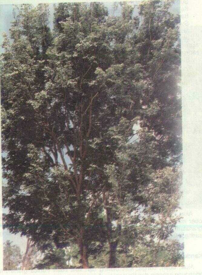 Angsana (Pterocarpus indica Willd.)