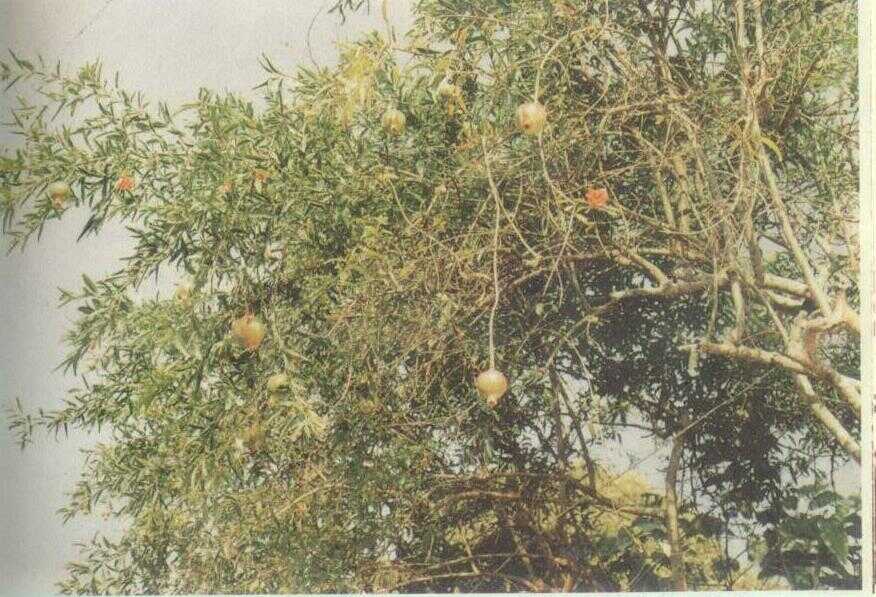 Delima (Punica granatum L.)