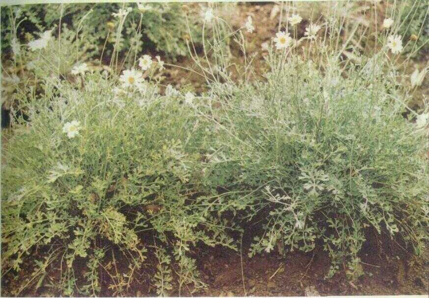 Piretrum (Pyrethrum cinerariaefolium Trev.)